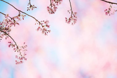 Sakura çiçek şubesine renkli arka plan üzerinde