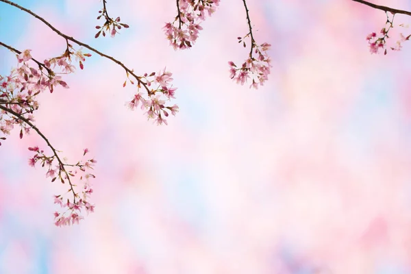 Sakura Flowers Branch Colorful Background — Stock Photo, Image