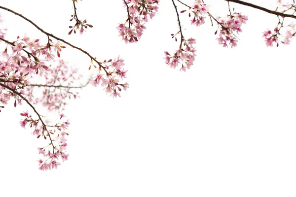 Sakura Flores Filial Fundo Branco — Fotografia de Stock