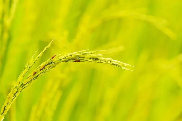 Espiguilla de arroz verde — Foto de Stock