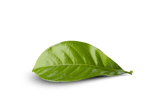 Hoja Verde Sobre Fondo Blanco — Foto de Stock