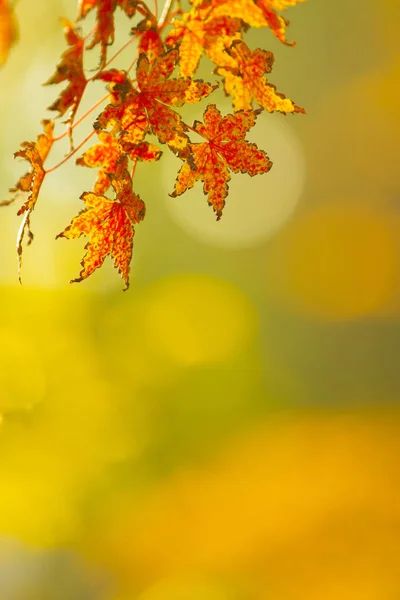 Verschwommener Hintergrund Mit Herbstlichen Farben Und Baumblättern Stockfoto