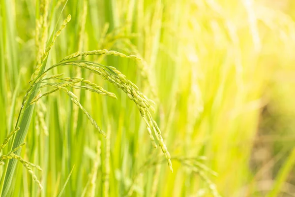 Herbe verte fraîche Image En Vente