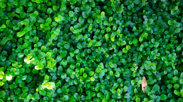 Zielone Liście Pilea Nummulariifolia Ogrodzie Parku — Zdjęcie stockowe