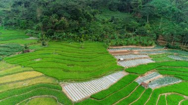 Tepeler arasında pirinç tarlaları, hava manzarası