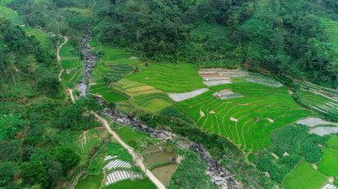 Tepeler arasında pirinç tarlaları, hava manzarası
