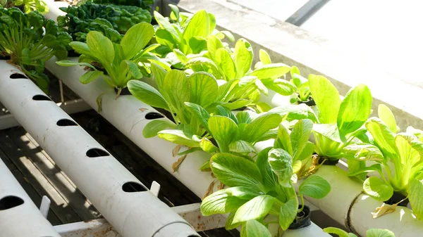 Hydroponic garden that contains fresh vegetables
