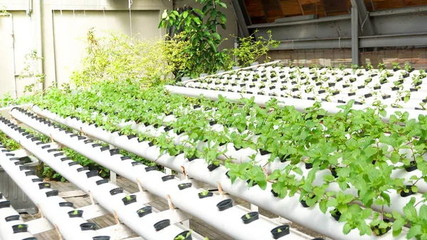Hydroponic garden that contains fresh vegetables
