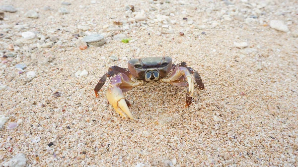 Crabe Mer Mâle Grandes Petites Griffes — Photo