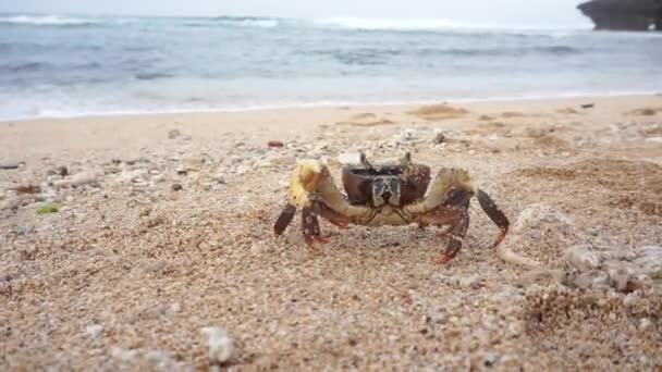 Sea Male Crab Has Large Small Claws — Stock Video