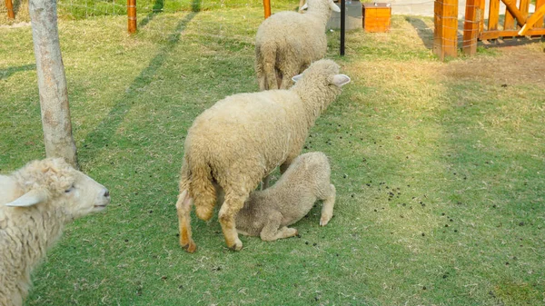 New Zealand farm sheep lambs