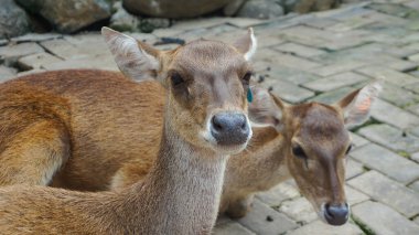 Geyiğe boynuzsuz yaklaş