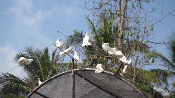 Weiße Taube Käfig — Stockvideo
