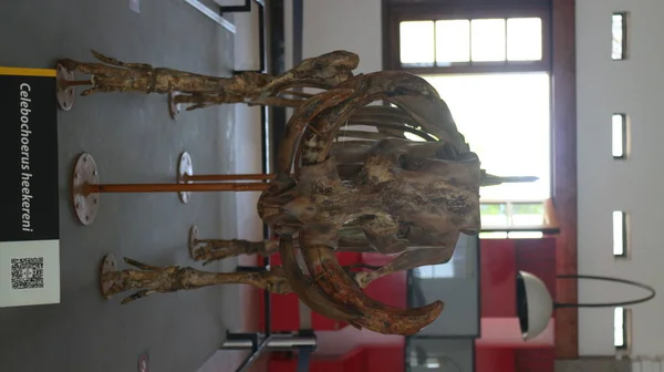 Agosto 2019 Bandung Indonesia Fósiles Huesos Animales Antiguos Ubicados Museo —  Fotos de Stock