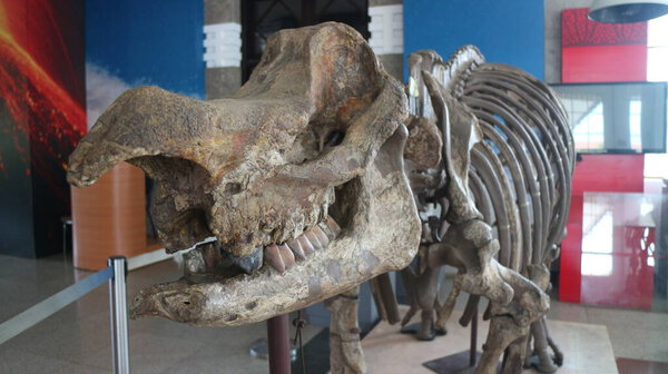 20 August 2019, Bandung, Indonesia: Fossils of ancient animal bones located in the Geological Museum in Bandung
