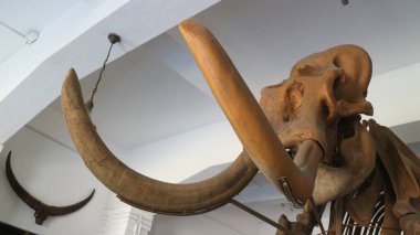 20 Ağustos 2019, Bandung, Endonezya: Bandung 'daki Jeoloji Müzesi' nde bulunan antik hayvan kemiklerinin fosilleri