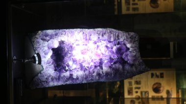 20 Ağustos 2019, Bandung, Endonezya: Bandung 'daki Jeoloji Müzesi' nde bulunan antik hayvan kemiklerinin fosilleri