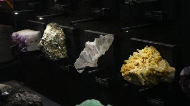 20 Ağustos 2019, Bandung, Endonezya: Bandung 'daki Jeoloji Müzesi' nde bulunan antik hayvan kemiklerinin fosilleri