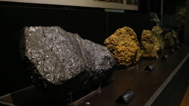 20 Ağustos 2019, Bandung, Endonezya: Bandung 'daki Jeoloji Müzesi' nde bulunan antik hayvan kemiklerinin fosilleri