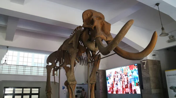 2018 Bandung Indonesia Fossils Ancient Animal Bone Locked Geological Museum — 스톡 사진