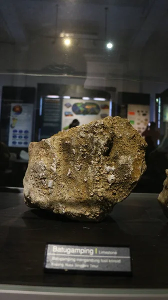 August 2019 Bandung Indonesia Fossils Ancient Animal Bones Located Geological — Stock Photo, Image