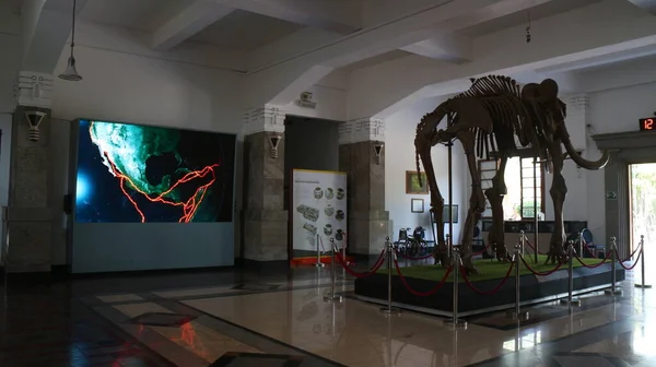 Srpen 2019 Bandung Indonésie Fosilie Starých Zvířecích Kostí Geologickém Muzeu — Stock fotografie