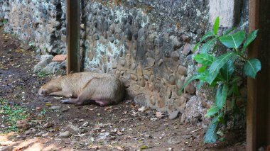 Latince adı Elephas maximus sumatrensis olan Sumatra filleri