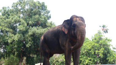 Latince adı Elephas maximus sumatrensis olan Sumatra filleri