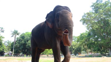 Latince adı Elephas maximus sumatrensis olan Sumatra filleri