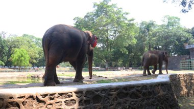 Latince adı Elephas maximus sumatrensis olan Sumatra filleri