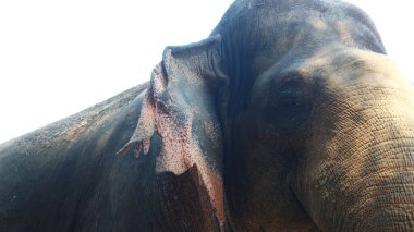 Latince adı Elephas maximus sumatrensis olan Sumatra filleri