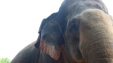 Latince adı Elephas maximus sumatrensis olan Sumatra filleri