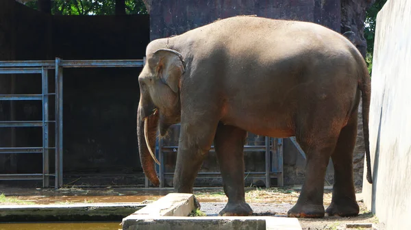 Latince adı Elephas maximus sumatrensis olan Sumatra filleri