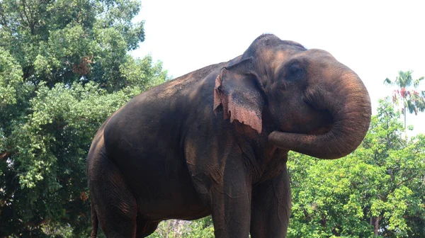 Elefantes Sumatra Con Nombre Latino Elephas Maximus Sumatrensis — Foto de Stock