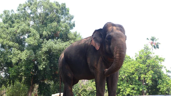 Latince adı Elephas maximus sumatrensis olan Sumatra filleri