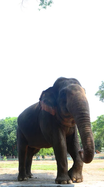 Elefantes Sumatra Con Nombre Latino Elephas Maximus Sumatrensis — Foto de Stock