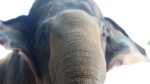 Latince adı Elephas maximus sumatrensis olan Sumatra filleri