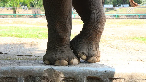 Elefantes Sumatra Con Nombre Latino Elephas Maximus Sumatrensis — Foto de Stock