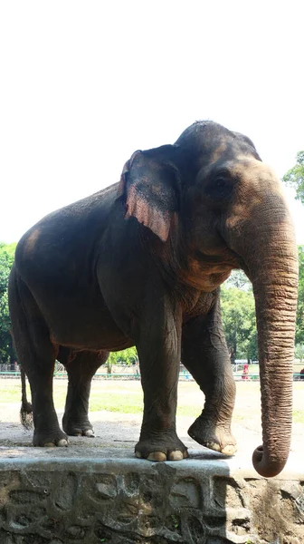 Elefantes Sumatra Con Nombre Latino Elephas Maximus Sumatrensis — Foto de Stock