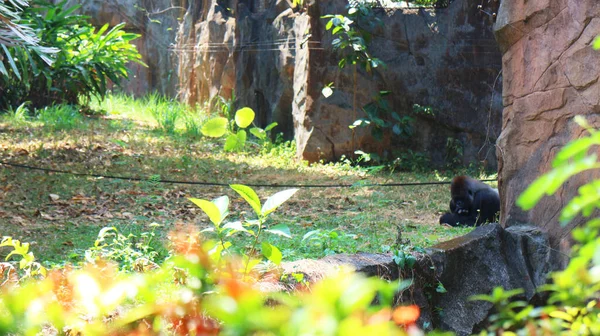 Devekuşu ya da Latince adı Struth io Camelus, Burung onta Endonezya ismi