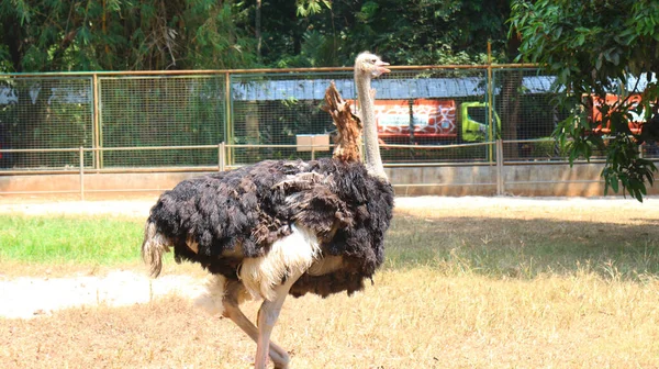 Ostrich Latin Name Struthio Camelus Burung Onta Indonesian Name — Stock Photo, Image