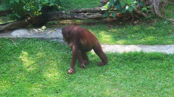 インドネシアのスマトラ島のオランウータン — ストック写真