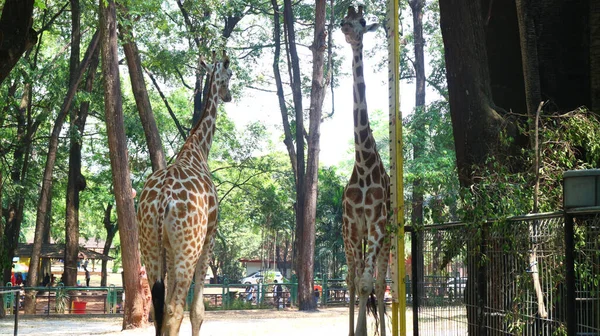 Girafa Com Nome Latino Girafa — Fotografia de Stock