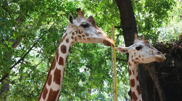 Żyrafa Łacińskiej Nazwie Giraffa — Zdjęcie stockowe