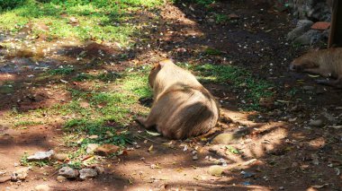 Latince adı Elephas maximus sumatrensis olan Sumatra filleri