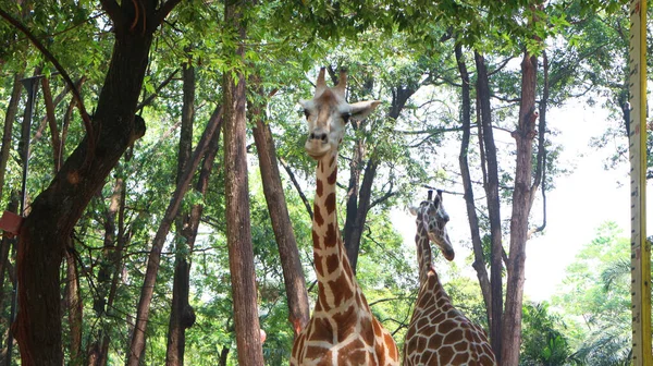 Giraffe Met Latijnse Naam Giraffa — Stockfoto