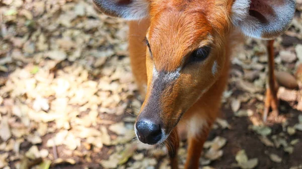 Deer Latin Name Cervidae — Stock Photo, Image