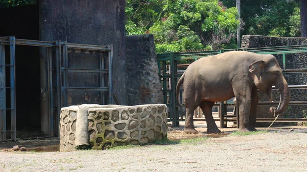 Sumatrzańskie Słonie Łacińskiej Nazwie Elephas Maximus Sumatrensis — Zdjęcie stockowe