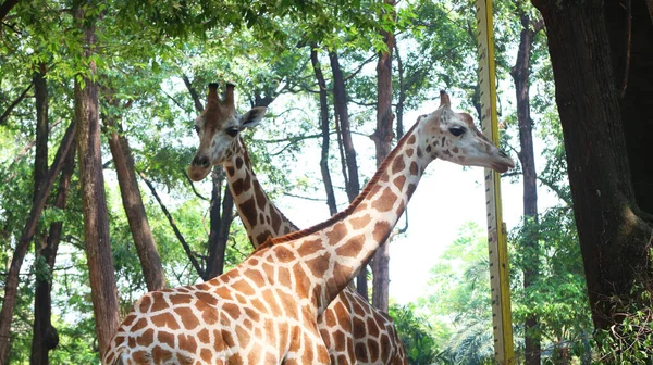 Żyrafa Łacińskiej Nazwie Giraffa — Zdjęcie stockowe