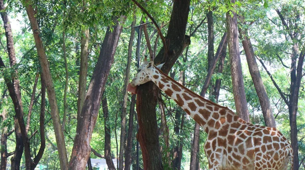 Giraff Med Det Latinska Namnet Giraffa — Stockfoto